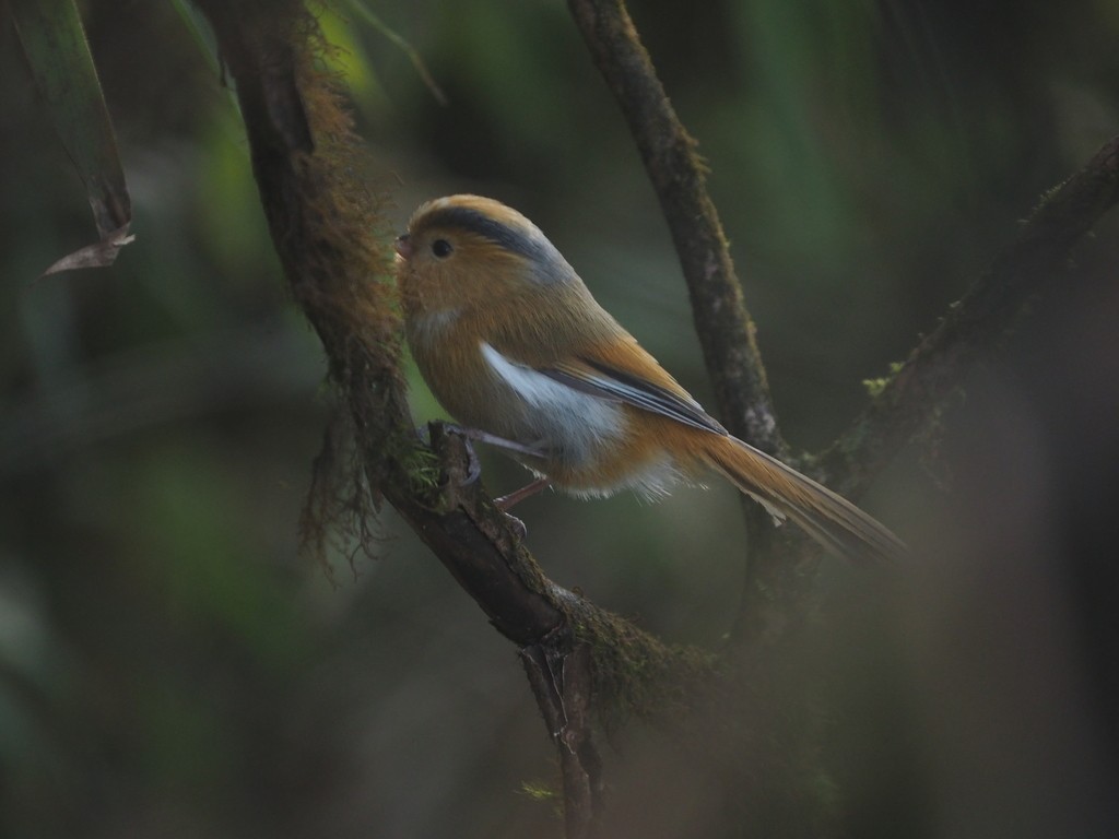 Psittorinco fulvo (Suthora fulvifrons)