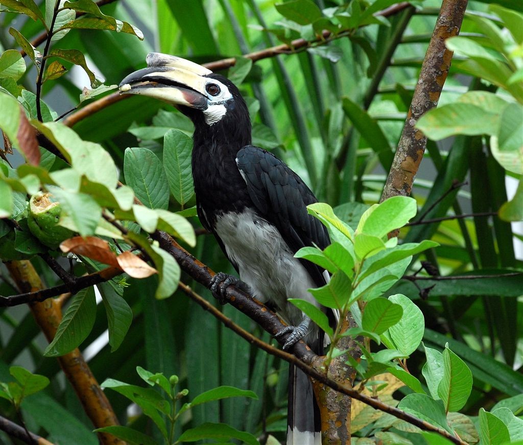 Asian Pied Hornbills and Allies (Anthracoceros)