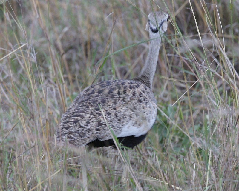 Sisón ventrinegro común (Lissotis melanogaster)