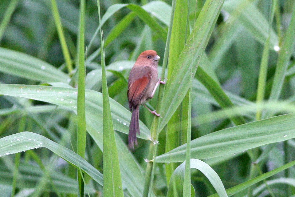 Braunkopf-Papageimeise (Sinosuthora webbiana)