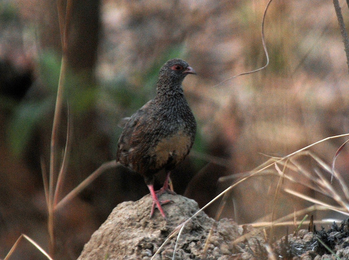 Gallinita Roquera (Ptilopachus petrosus)