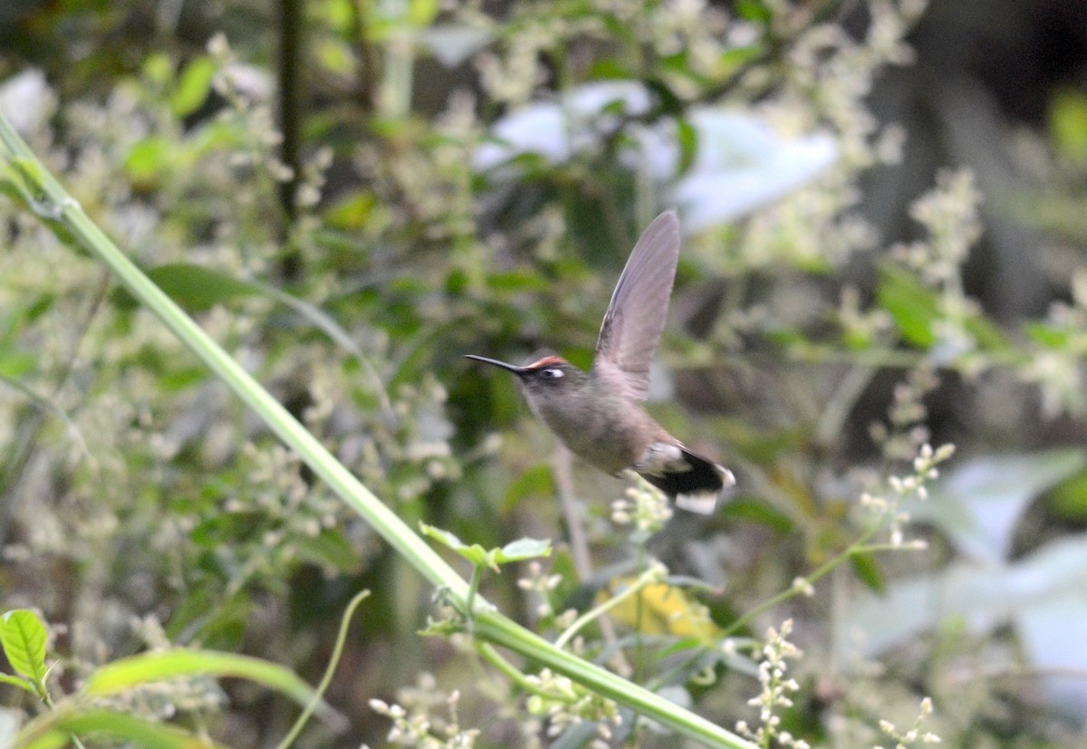 Blossomcrowns (Anthocephala)