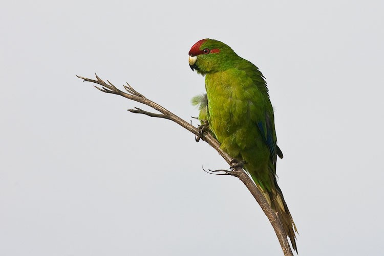 Roodvoorhoofdkakariki (Cyanoramphus novaezelandiae)