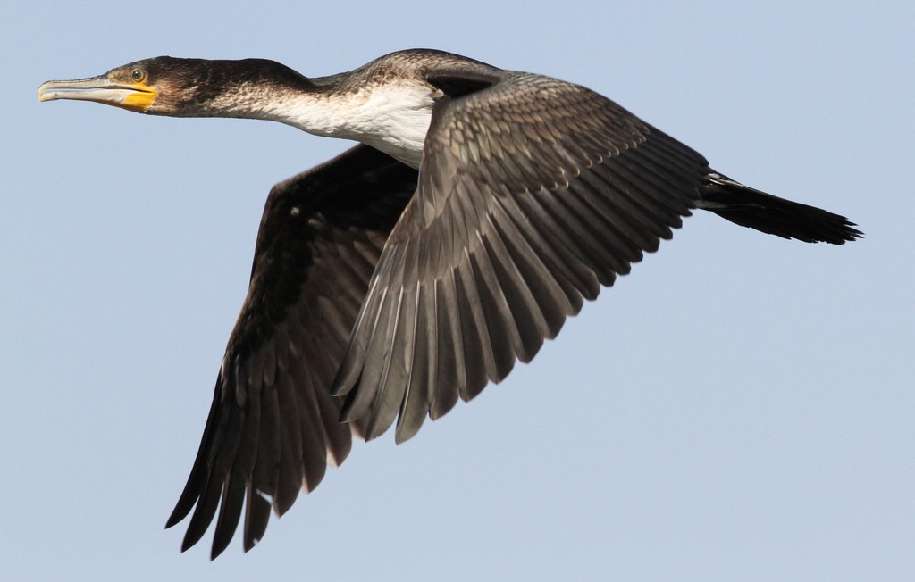 Phalacrocorax lucidus (Phalacrocorax lucidus)