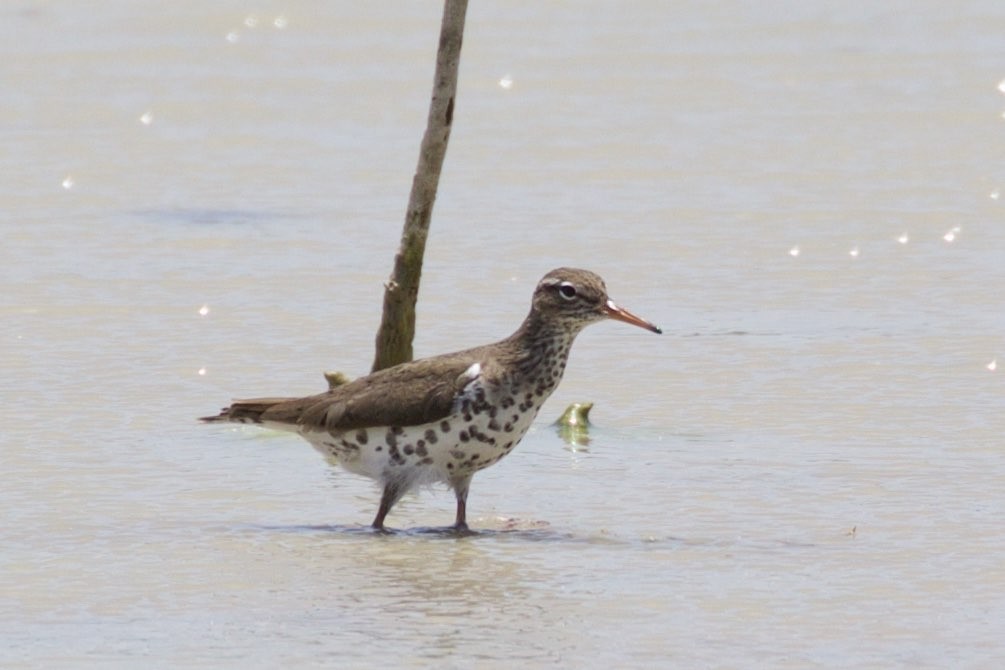 アメリカイソシギ (Actitis macularius)