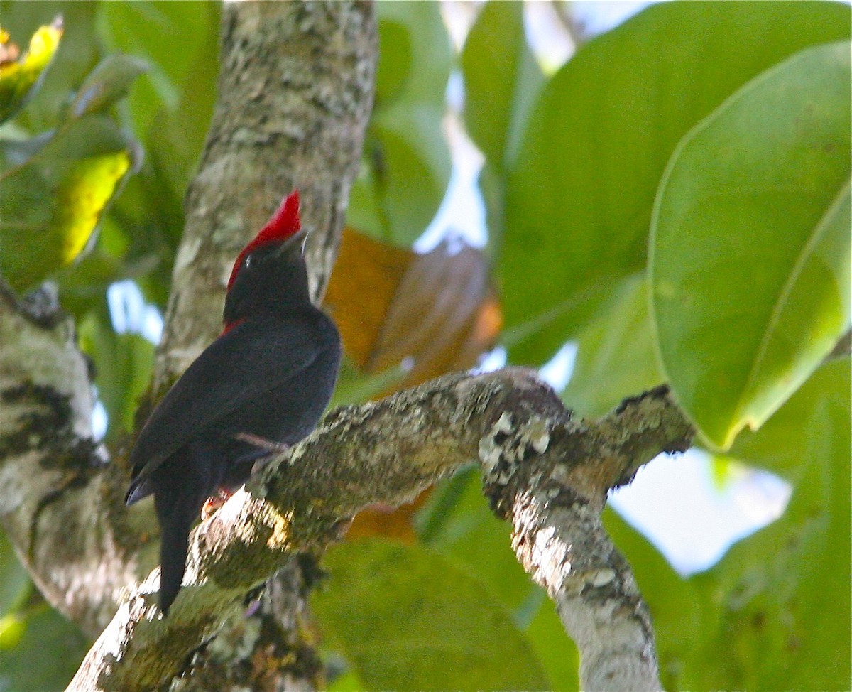 Antilophia (Antilophia)