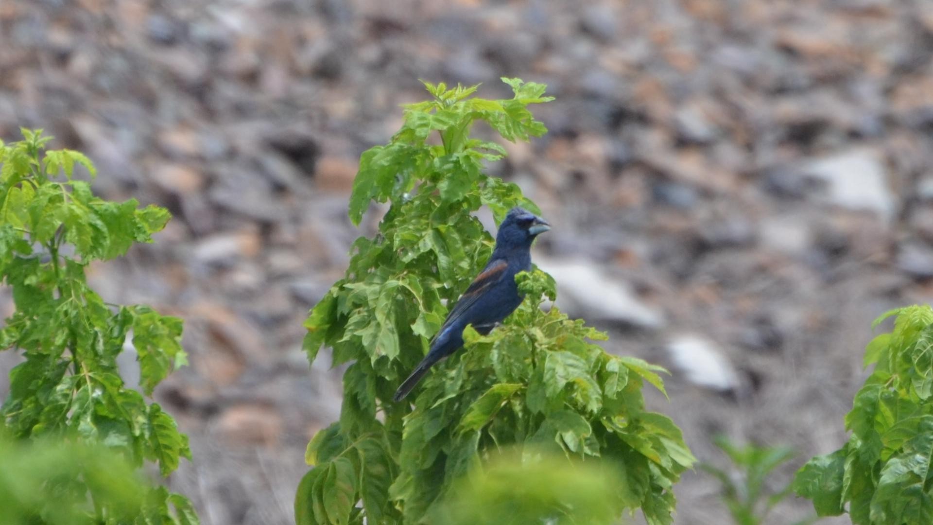 Blue Grosbeak (Passerina caerulea)