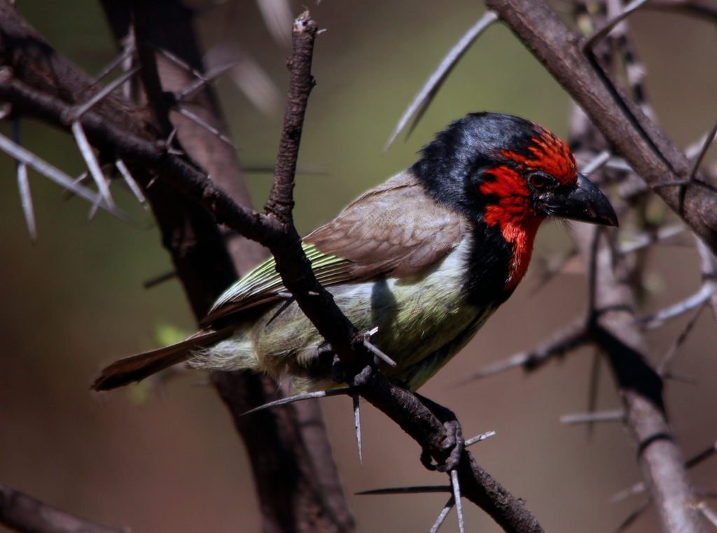 Typical African Barbets (Lybius)