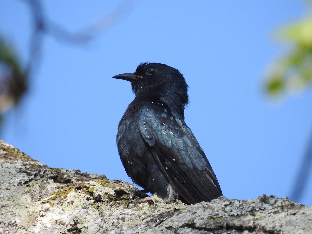 Fork-tailed Drongo-cuckoo (Surniculus dicruroides)