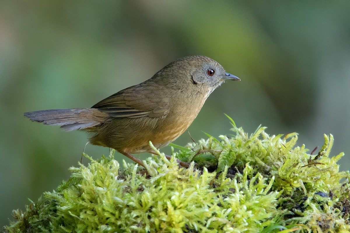 Tordina Golipinta (Pellorneum albiventre)