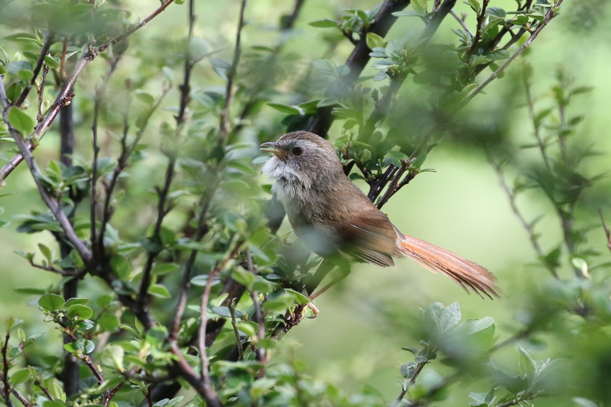 Rufous-tailed Babbler (Moupinia poecilotis)