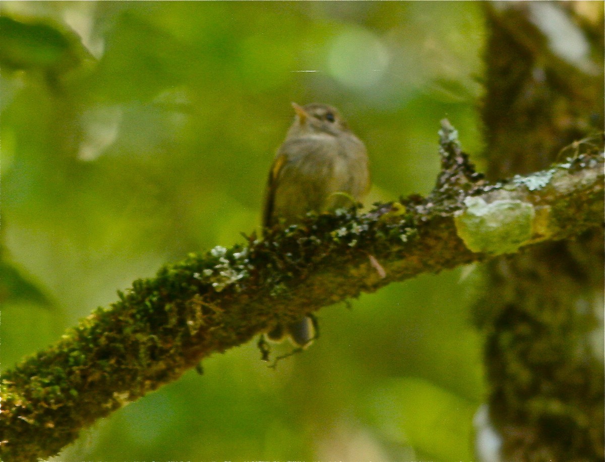 Hemitriccus (Hemitriccus)