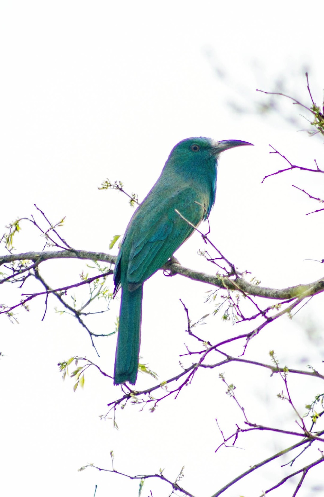 Синебородая ночная щурка (Nyctyornis athertoni)