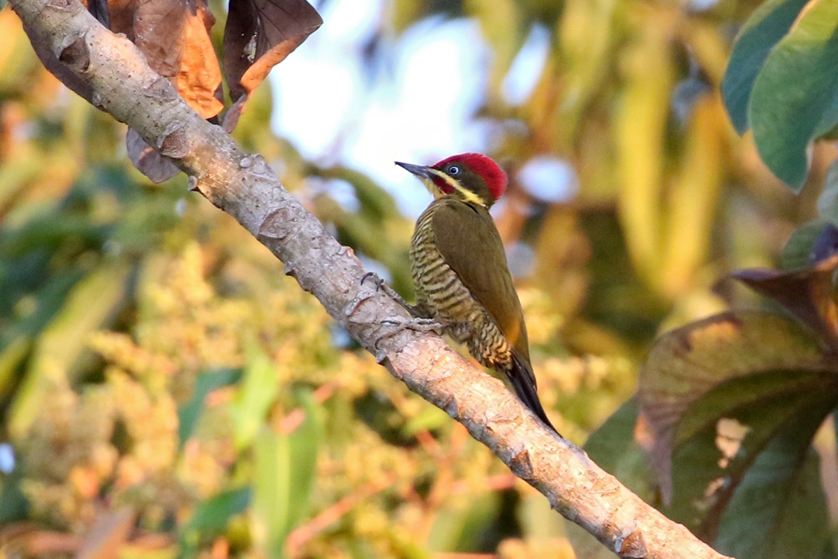Golden-green Woodpecker (Piculus chrysochloros)
