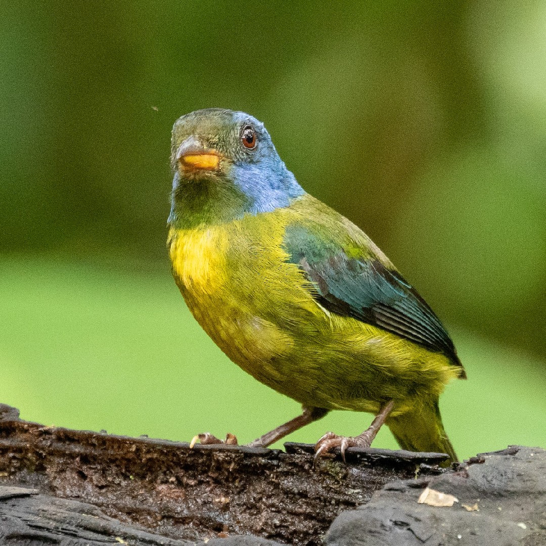 Saíra-de-dorso-verde (Bangsia edwardsi)