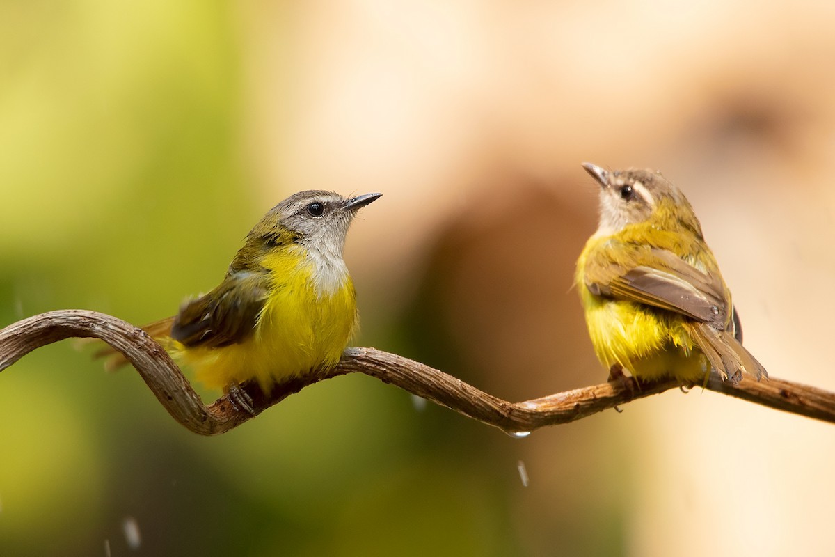 Abroscopus Warblers (Abroscopus)