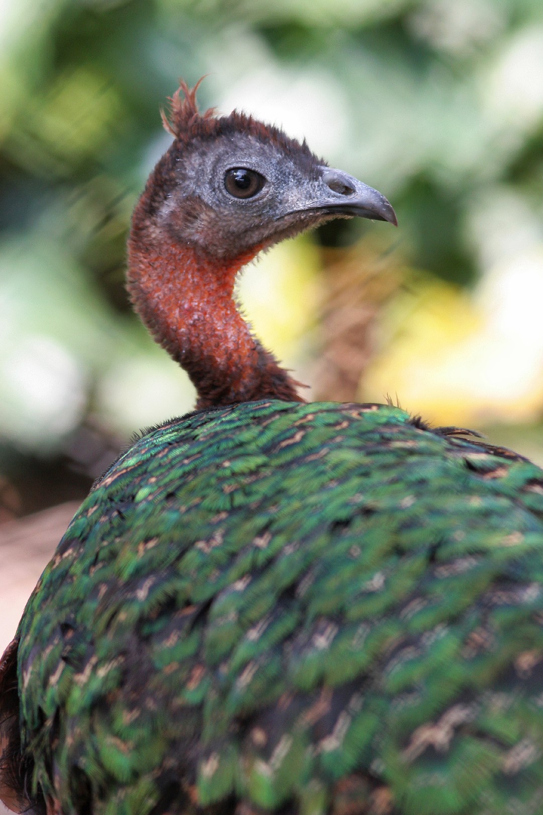 African peafowl (Afropavo)