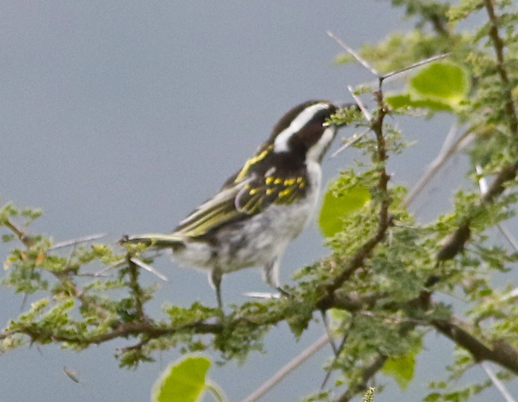 非洲黑喉擬啄木 (Tricholaema melanocephala)