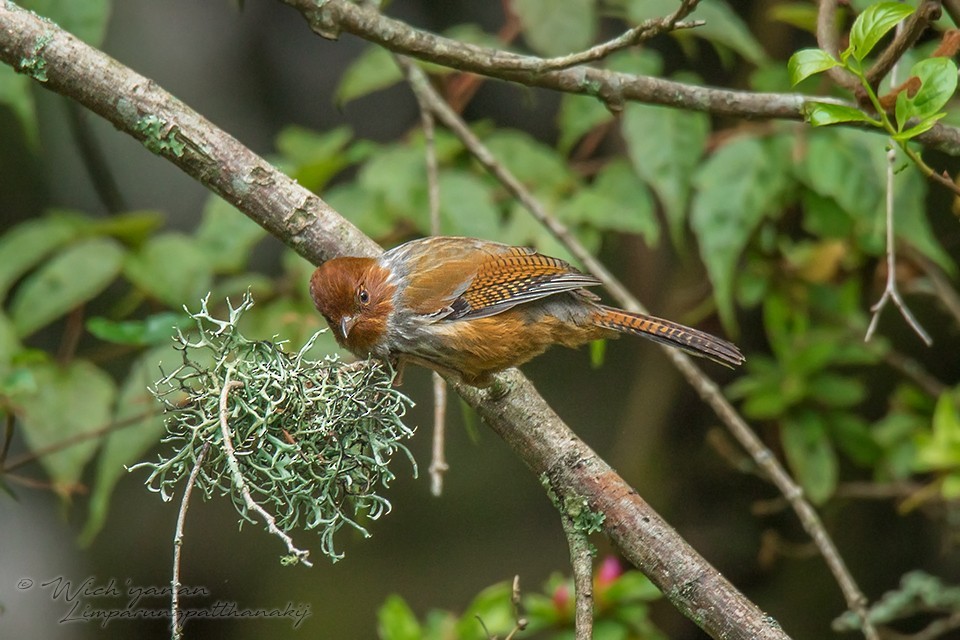 Taiwan Barwing (Actinodura morrisoniana)