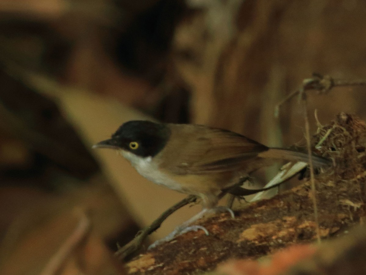 Timalie à tête noire (Dumetia atriceps)