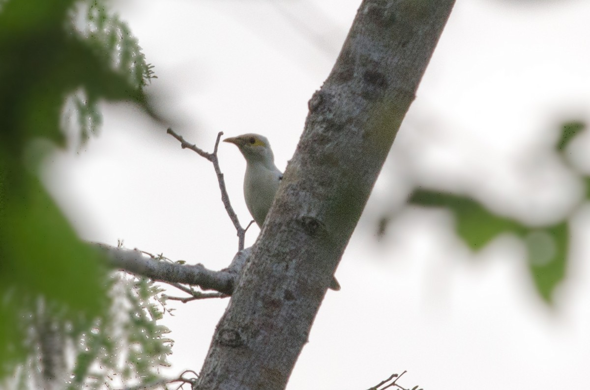 Black-winged Starling (Acridotheres melanopterus)