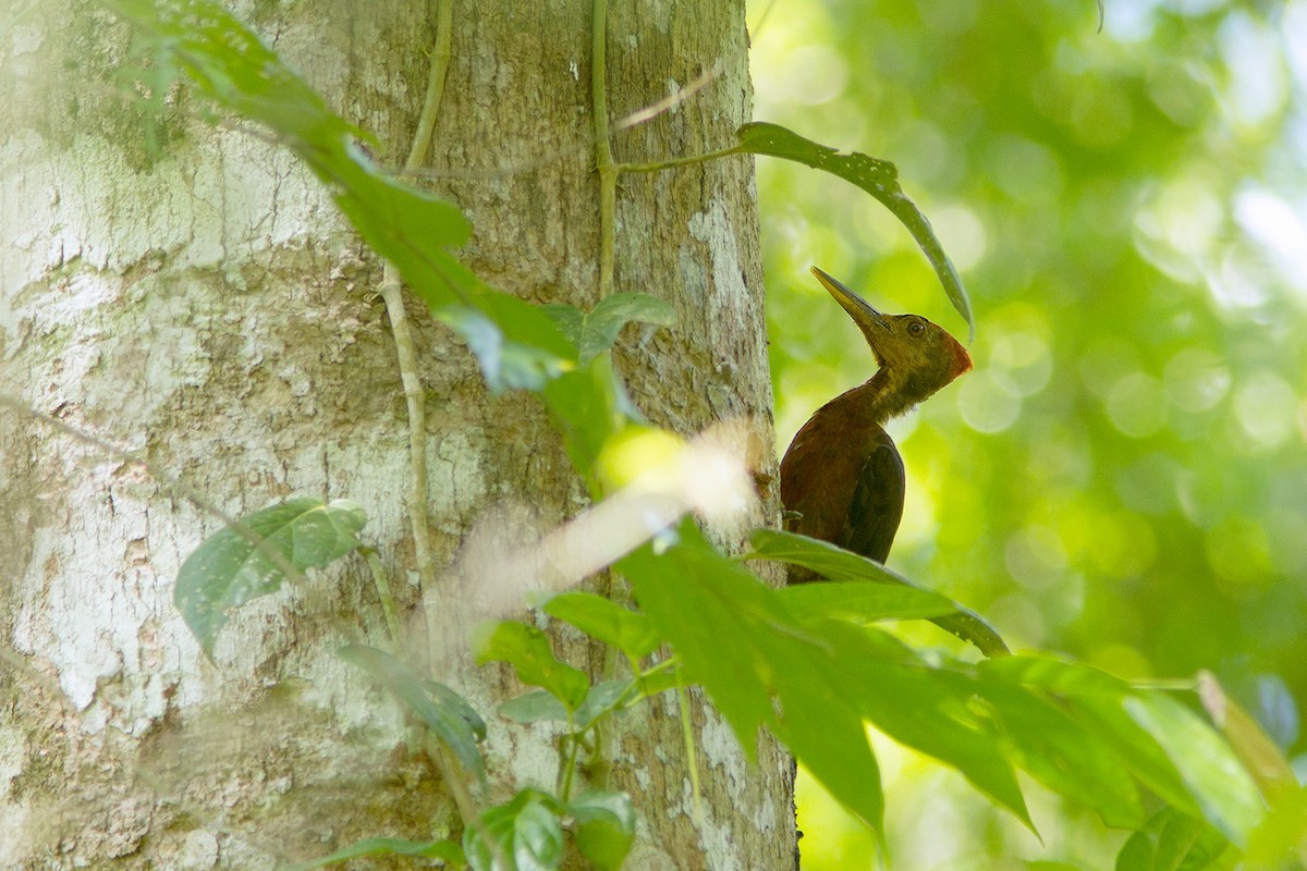 Reinwardtipicus (Reinwardtipicus)