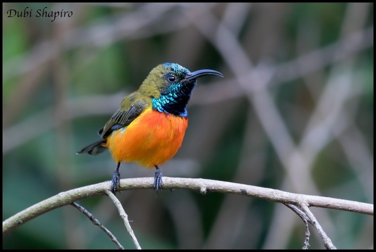 Flame-breasted Sunbird (Cinnyris solaris)