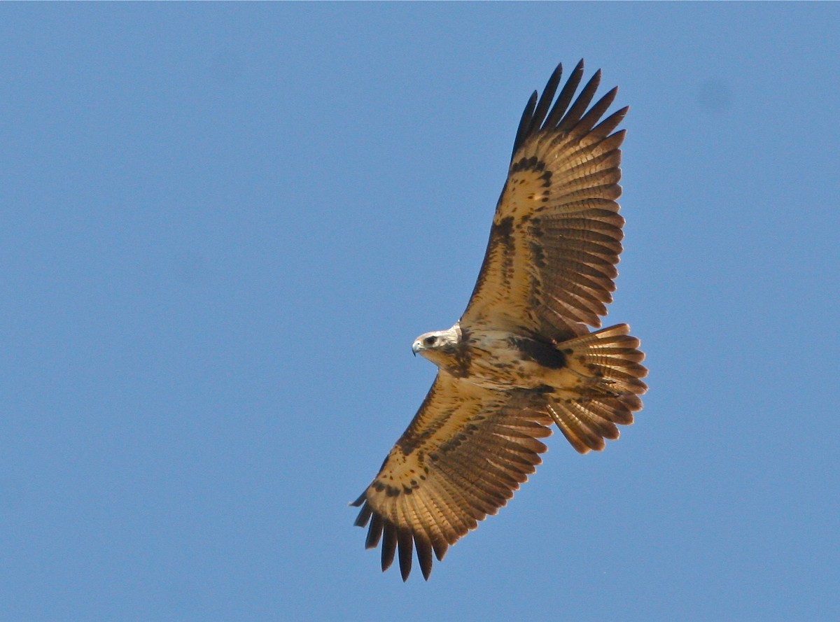 Harpyhaliaetus (Harpyhaliaetus)