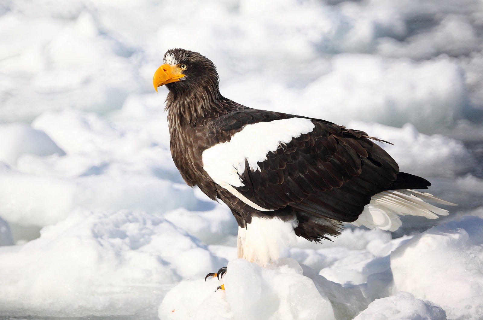 Aquila pescatrice di Steller (Haliaeetus pelagicus)