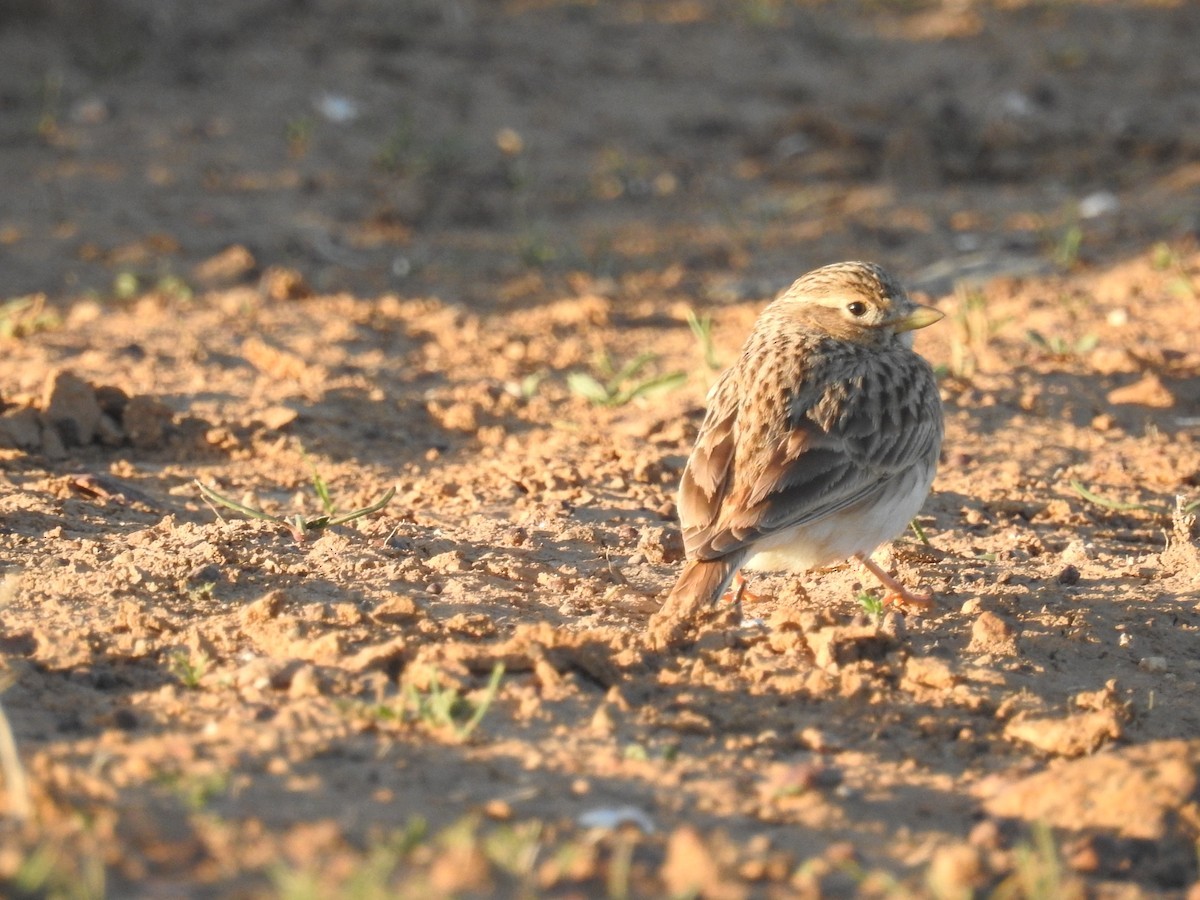 Stummellerche (Alaudala rufescens)