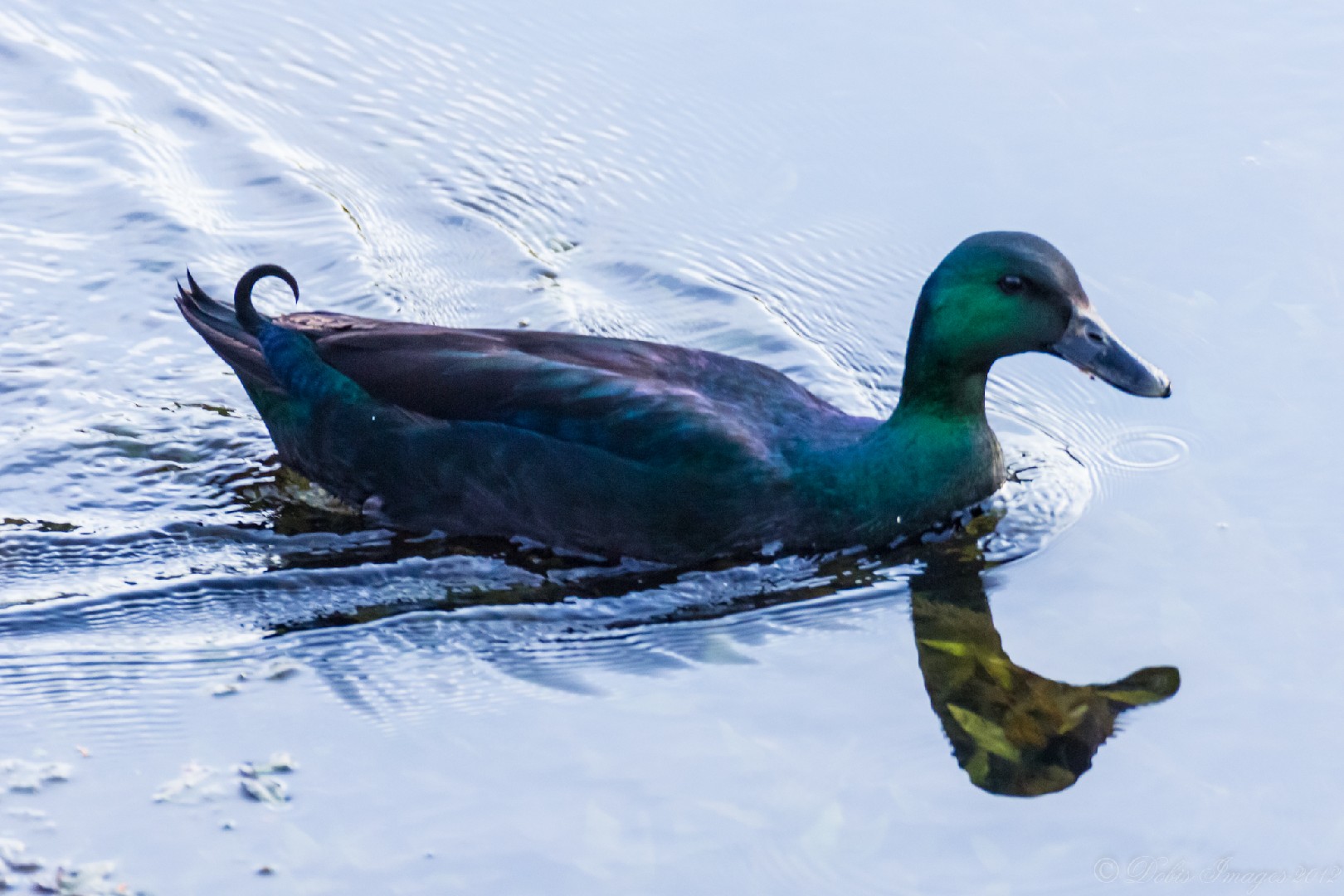 Anas platyrhynchos domesticus Cayuga Anas platyrhynchos