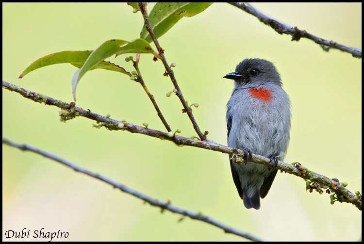 Ceramhoningvogel (Dicaeum vulneratum)
