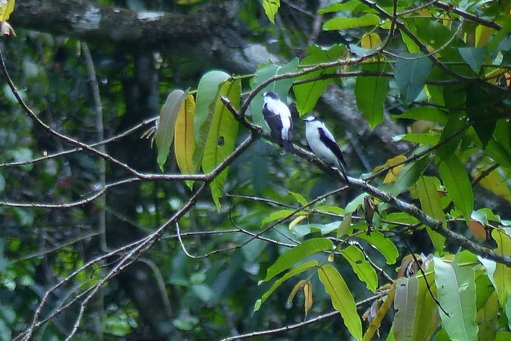 Petroica torrentera de Nueva Guinea (Monachella muelleriana)