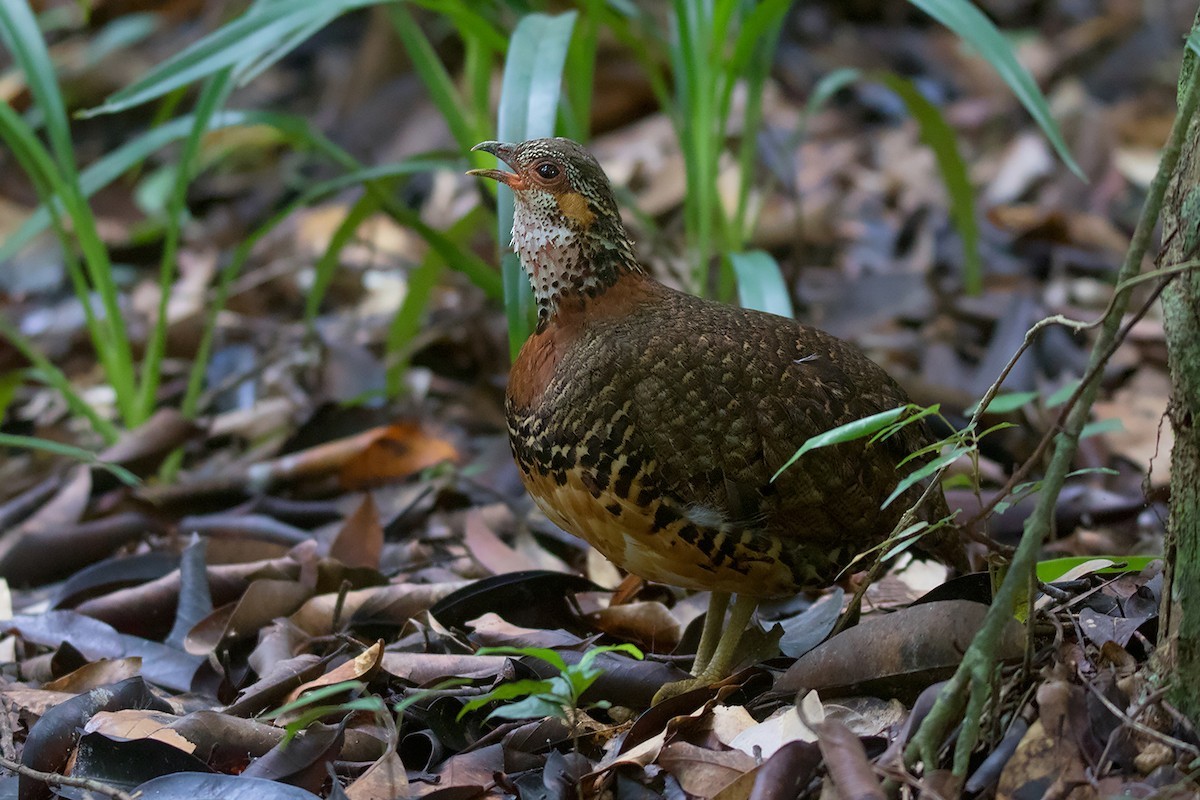 Arborophila charltonii (Arborophila charltonii)