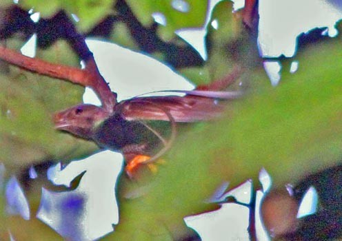 Standardwing (Semioptera wallacii)