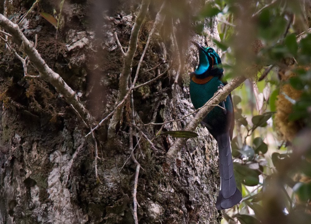 Prachtastrapia (Astrapia splendidissima)