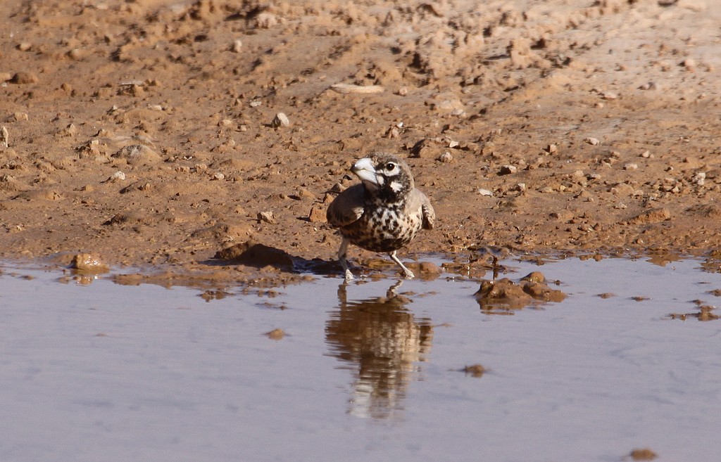 Thick-billed Larks (Ramphocoris)