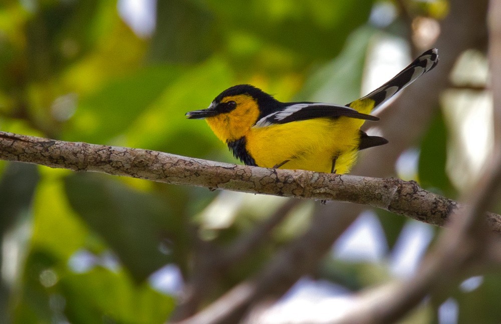 Boatbills (Machaerirhynchus)