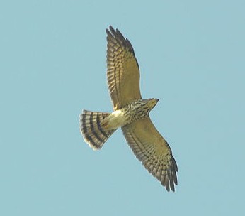 アカハラダカ (Accipiter soloensis)