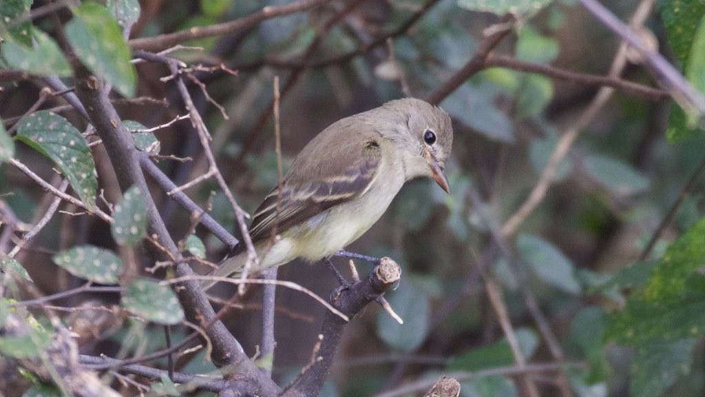 Gray Flycatcher (Empidonax wrightii)