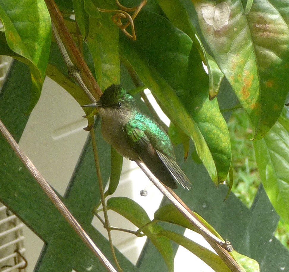 Antillean crested hummingbird (Orthorhyncus)