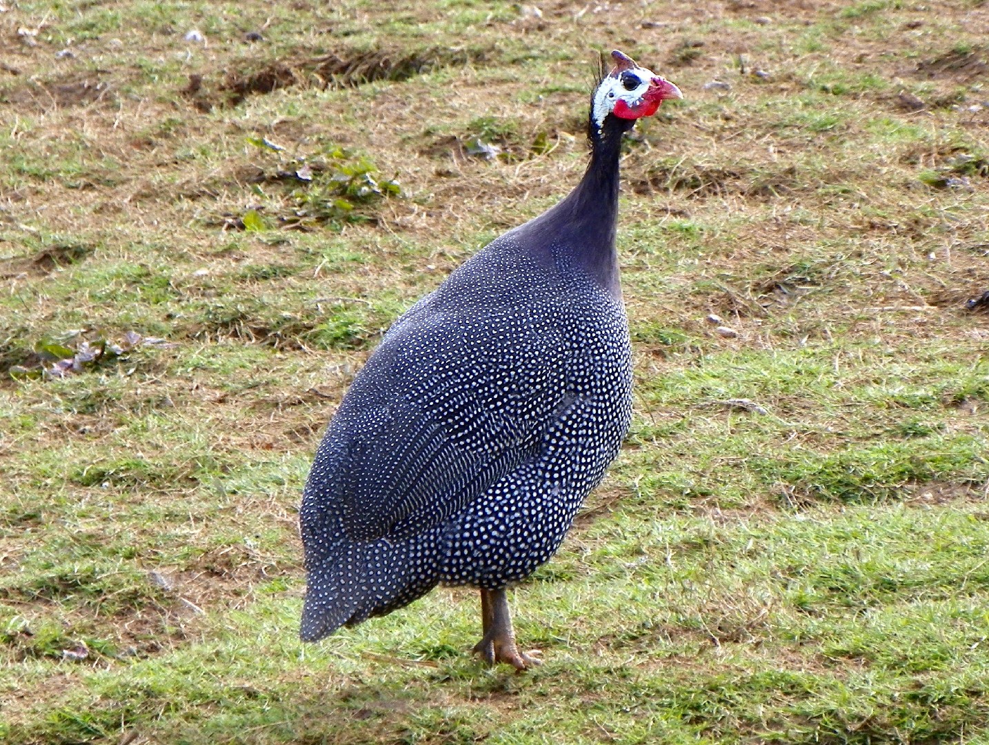 Guineafowl (Numida)