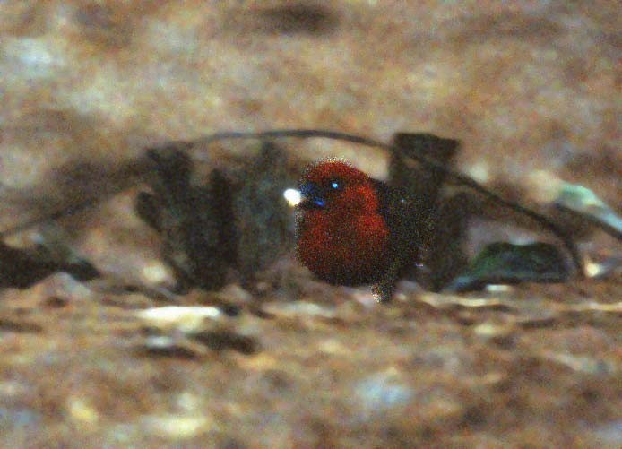 Красноголовый синеклювый астрильд (Spermophaga ruficapilla)