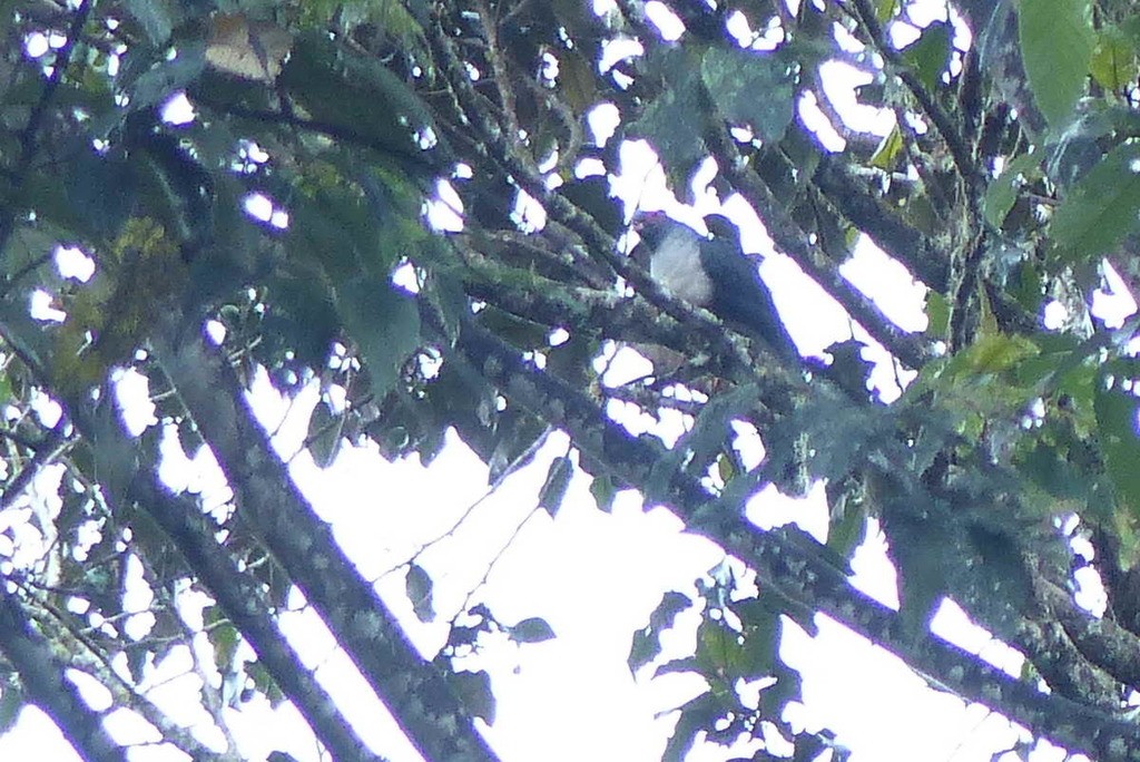 Mountain Pigeons (Gymnophaps)