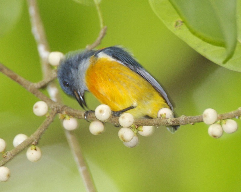 Orange-bellied Flowerpecker