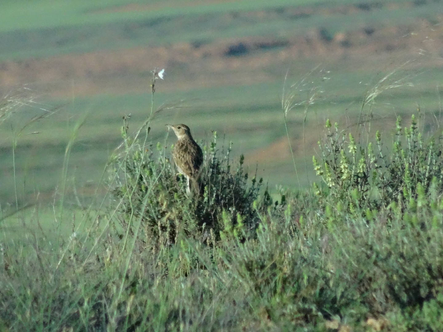 Calhandra-crepuscular (Chersophilus duponti)