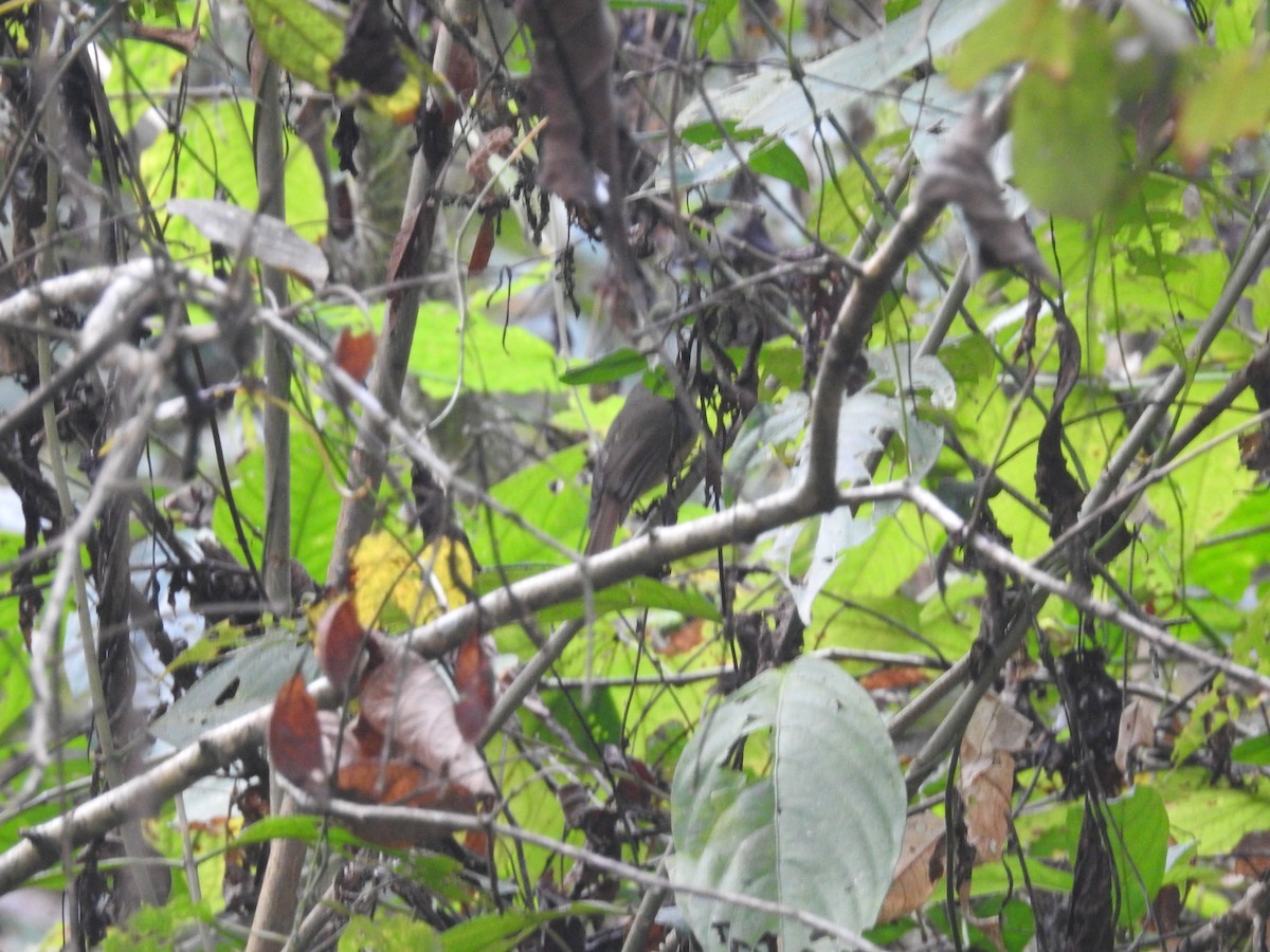 Brooks' Niltava (Cyornis poliogenys)