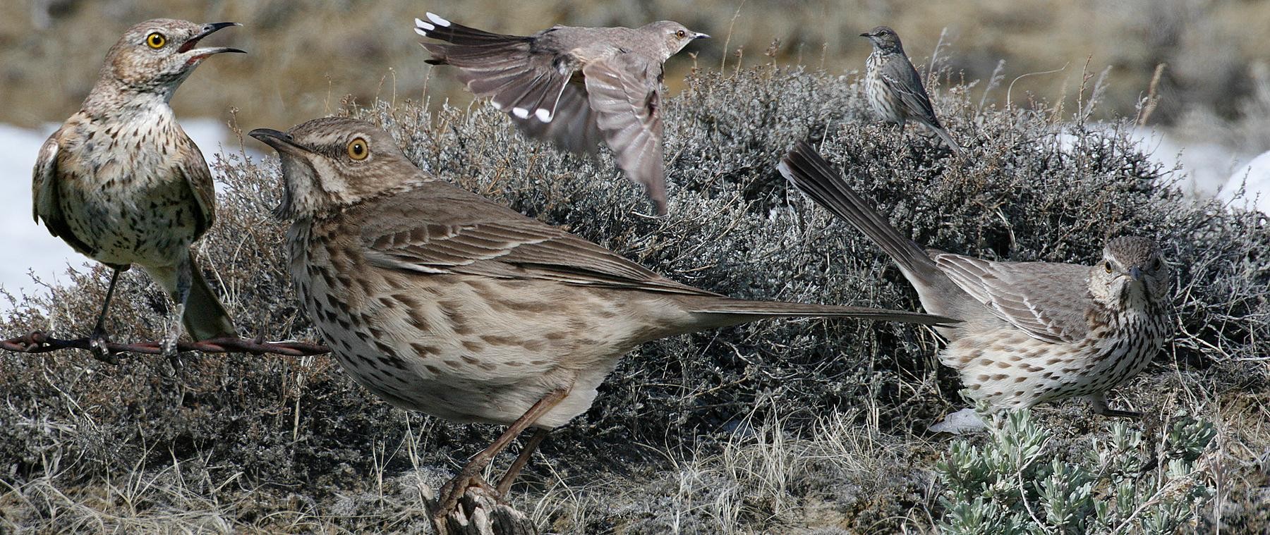 Горный кривоклювый пересмешник (Oreoscoptes montanus)