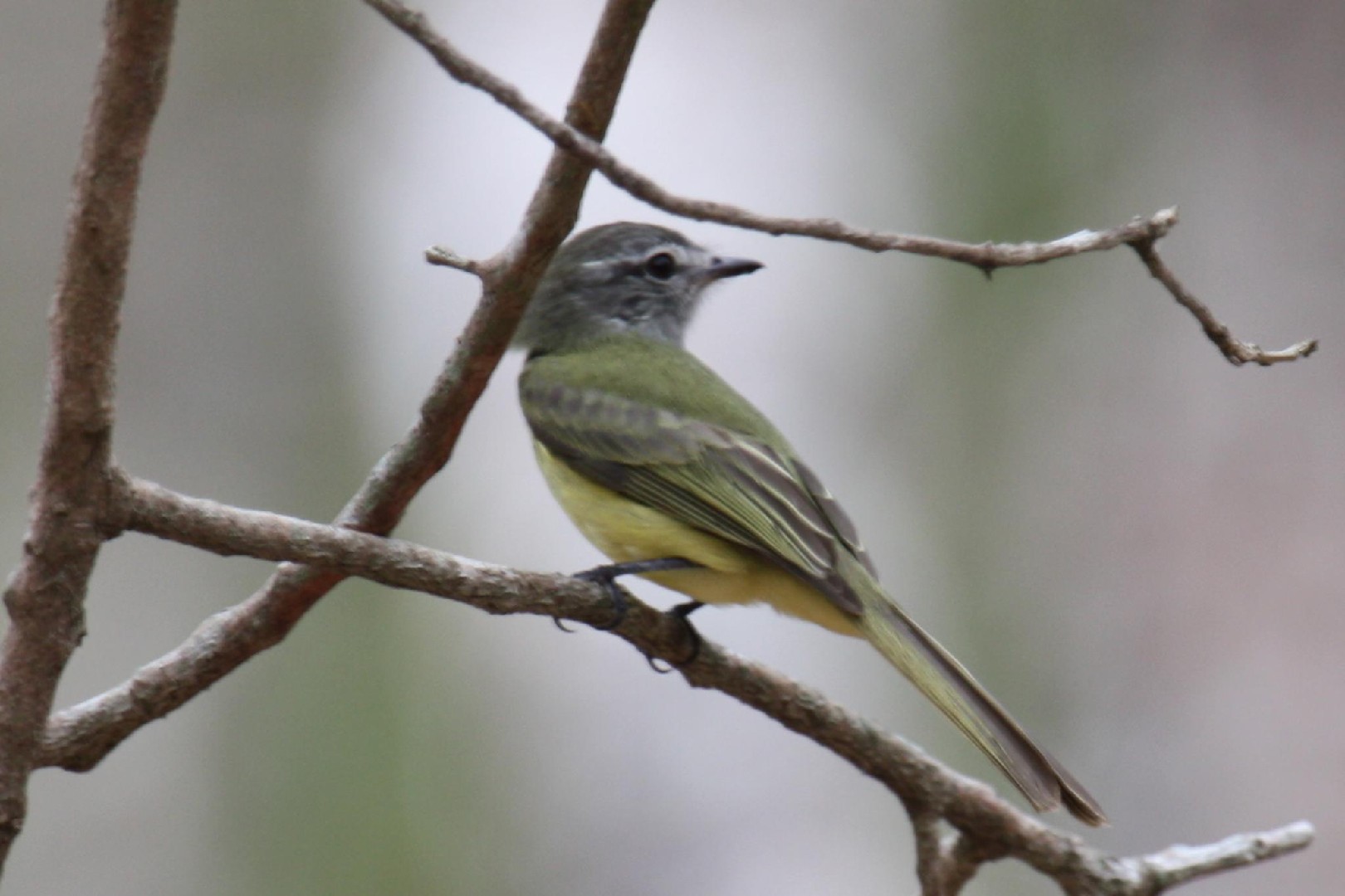 Groene Elenia (Myiopagis viridicata)