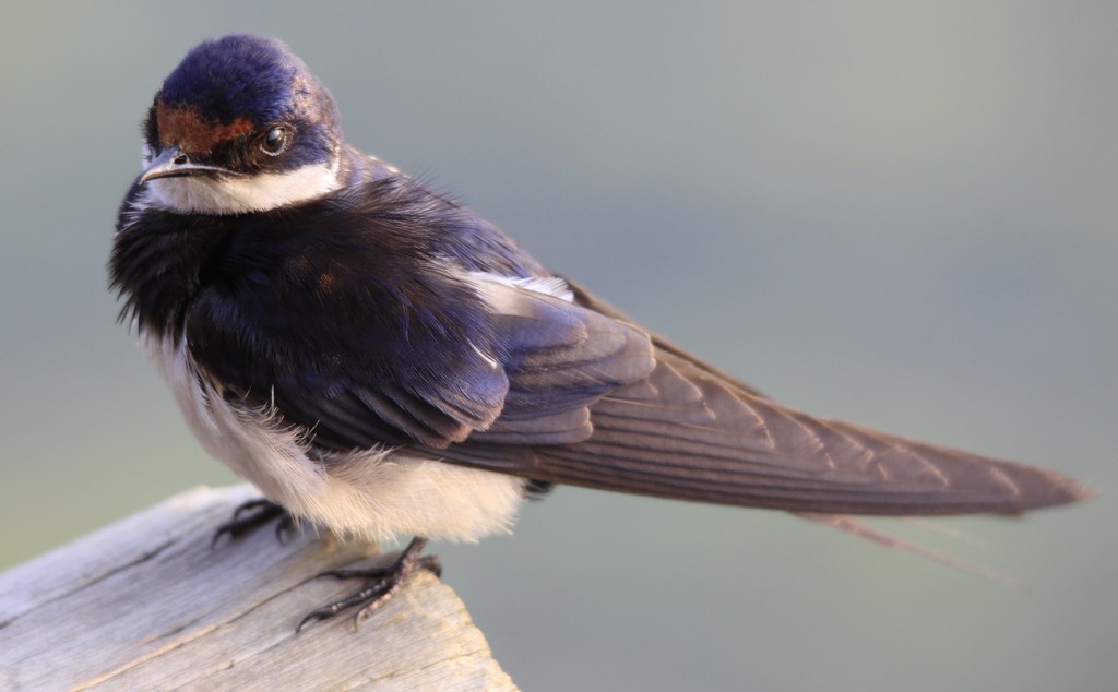 Hirondelle à gorge blanche (Hirundo albigularis)